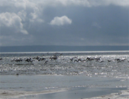 En flock med änder bestämde sig för att ta en paus vid stranden